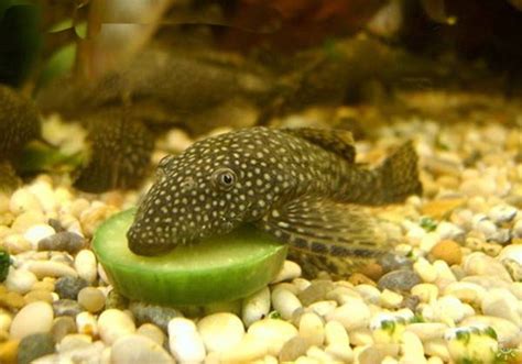 垃圾魚怎麼養|清道夫魚吃什麼食物 怎麼養清道夫魚